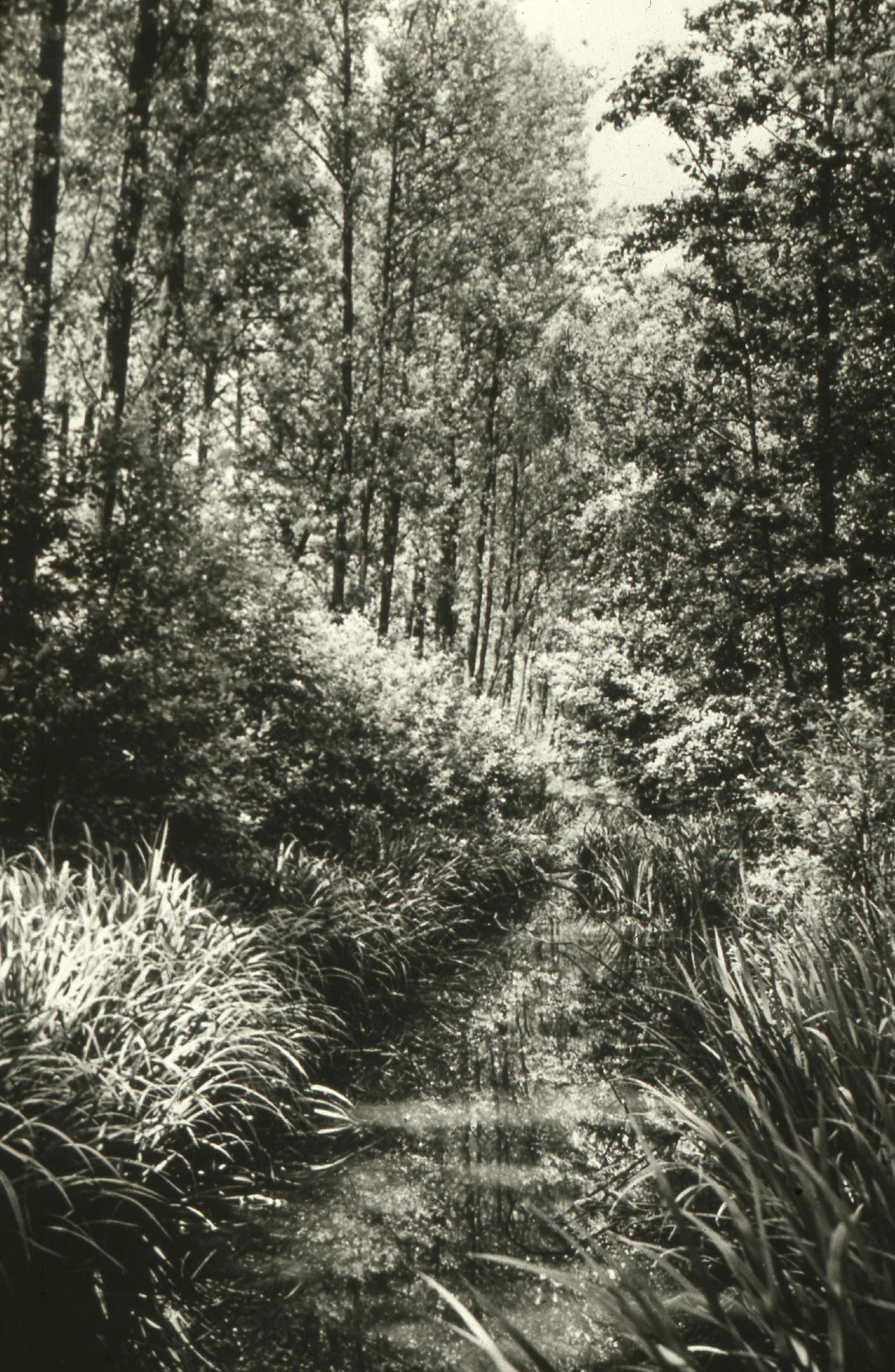 Verwilderter Max-Clemens-Kanal Verwilderter Max-Clemens-Kanal